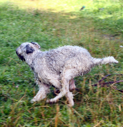 run..