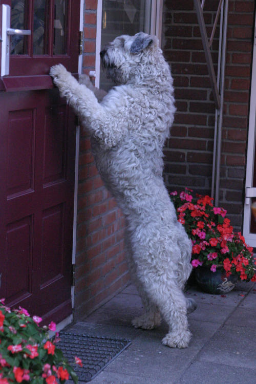 doe open..wil naar baasje toe..