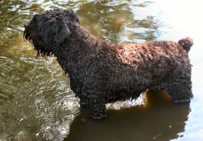 onze Brista